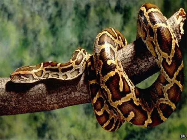 Mơ thấy trăn đánh đề con gì chuẩn nhất
