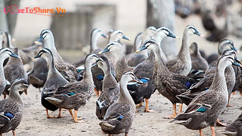 Người nhặt nhiều trứng vịt nằm mơ đánh đề số gì