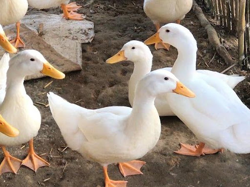 Làm thịt vịt đánh đề con gì chuẩn xác