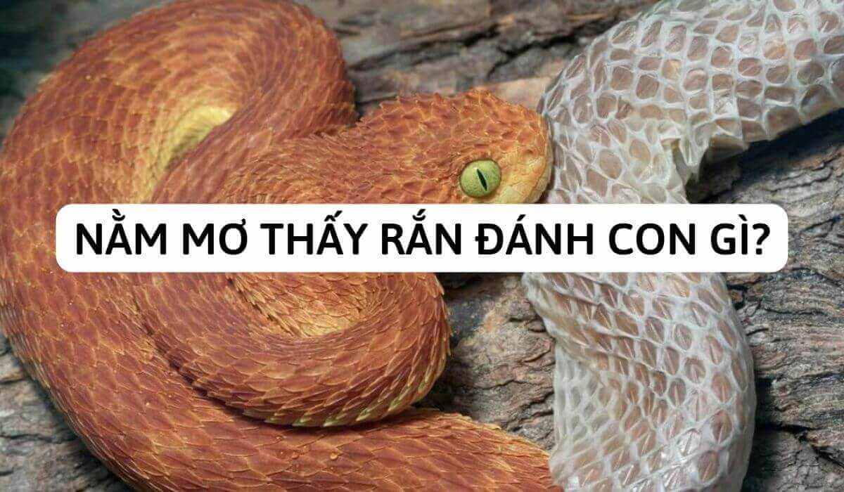 Rắn nhỏ xuất hiện trong giấc mơ đánh đề số gì
