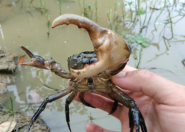 Mơ bắt nhiều cua đồng đánh đề số mấy