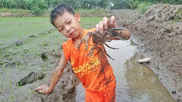Người nằm mơ bắt được nhiều cua ngoài đồng