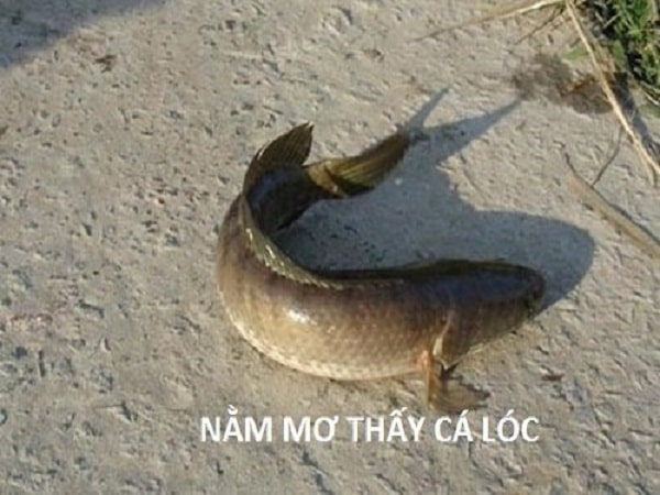 Cá lóc đen trong giấc mơ đánh đề số mấy