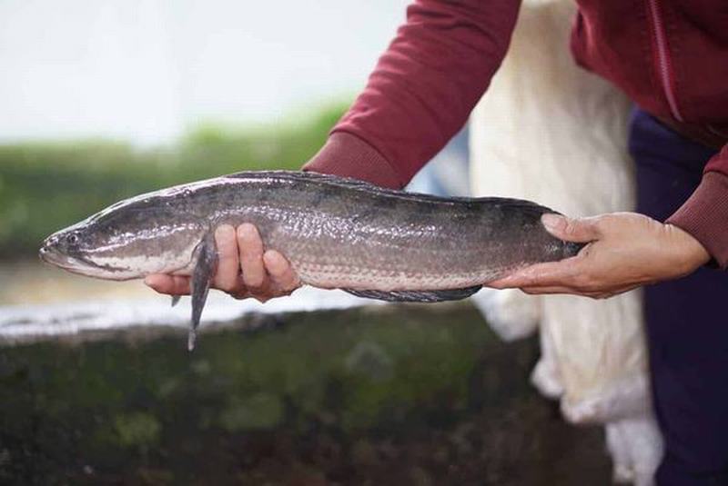 Cá lóc đen xuất hiện trong giấc mơ ban đêm