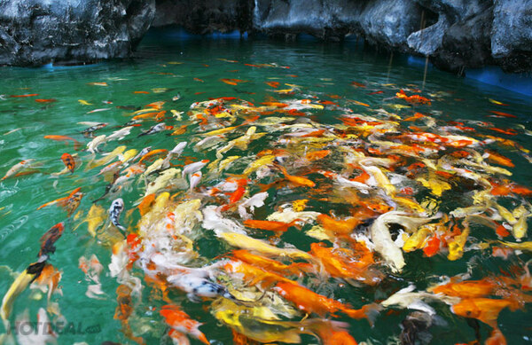 Cá bơi trong nước trong giấc mơ ban đêm