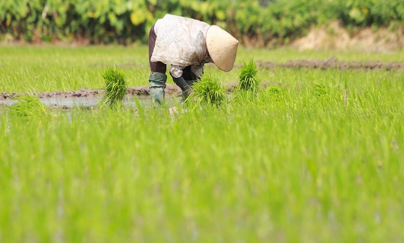 Lúa đầy sân giải mã giấc mơ và con số may mắn