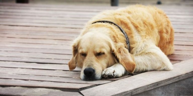 Chó xuất hiện trong giấc mơ và con số may mắn