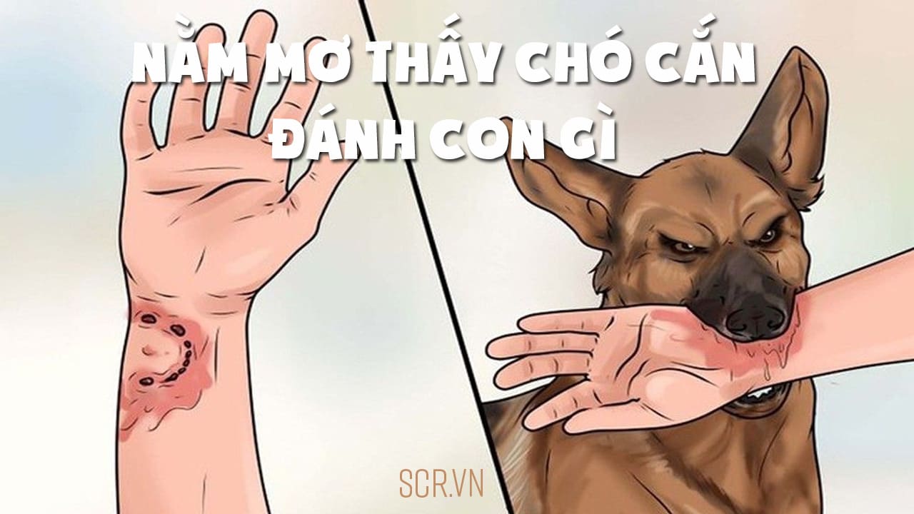 Chó cắn trong giấc mơ và con số may mắn