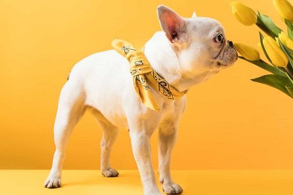 Chó vàng xuất hiện trong giấc mơ ban đêm