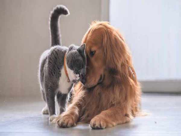 Mèo con dễ thương và ý nghĩa giấc mơ đánh đề