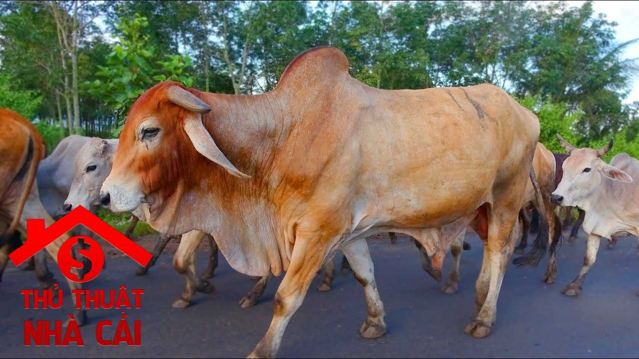 đàn bò trong giấc mơ đánh đề số mấy