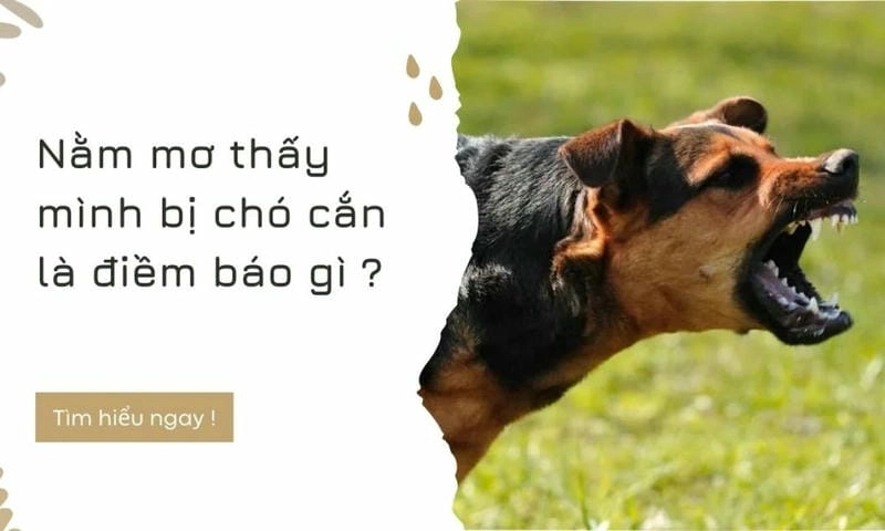 Mơ thấy bị chó cắn nên đánh đề con gì