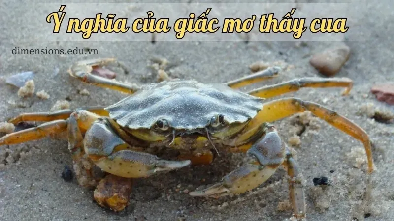 Người nằm mơ thấy cua trong giấc ngủ ban đêm