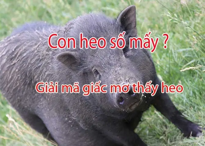 Heo con trong giấc mơ và con số may mắn