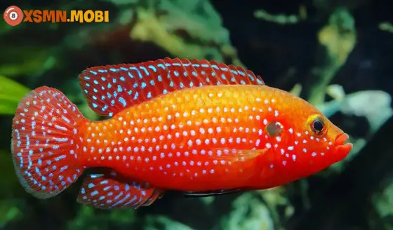 Nhiều con cá bơi lội trong nước khi mơ thấy