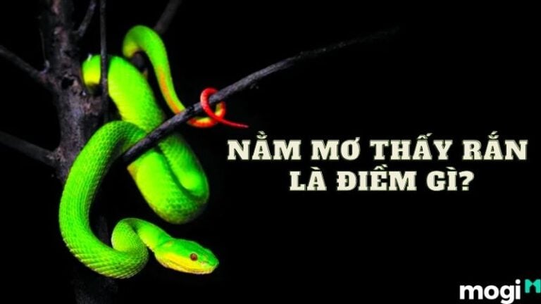 Rắn đen xuất hiện trong giấc mơ ban đêm