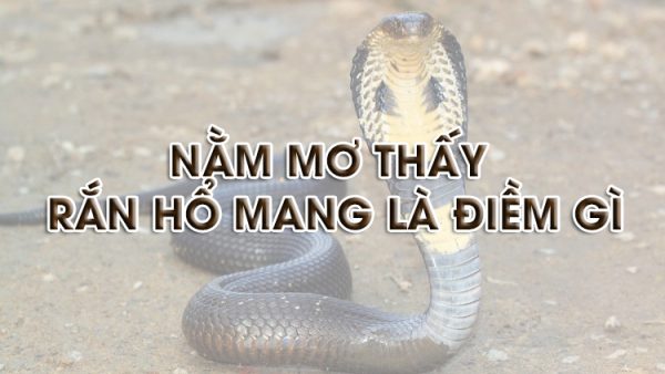 Rắn hổ mang trong giấc mơ và con số may mắn