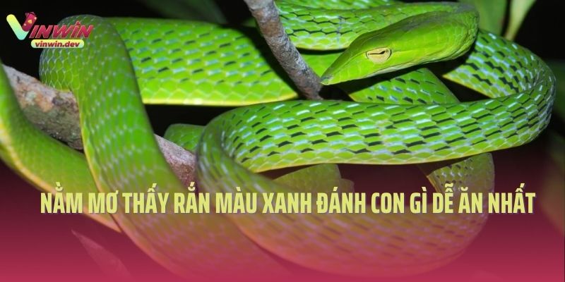 Rắn xanh xuất hiện trong giấc mơ đánh con gì