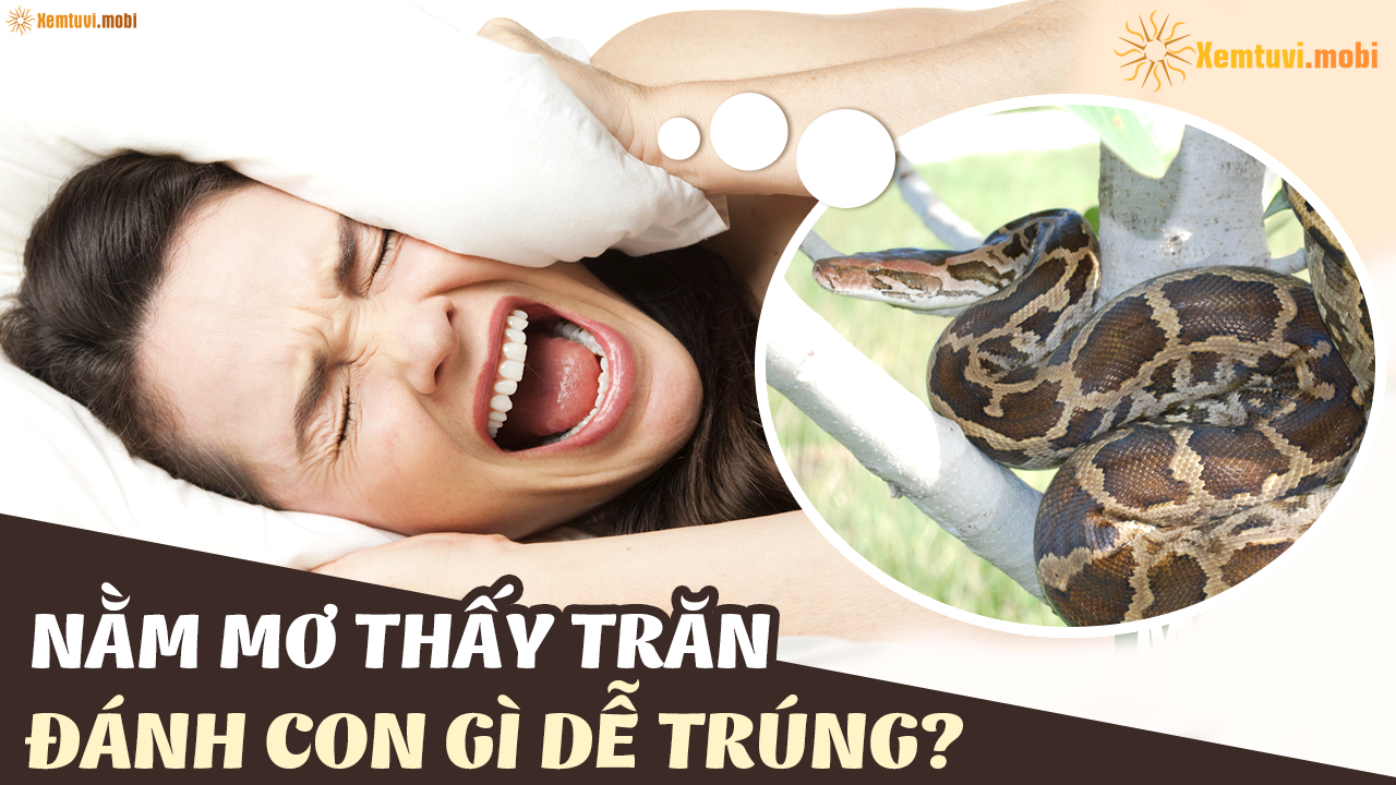 Mơ thấy trăn đánh đề con gì chuẩn nhất