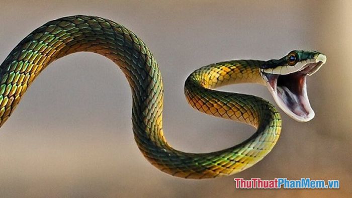Rắn cắn vào tay không chảy máu đánh đề số gì