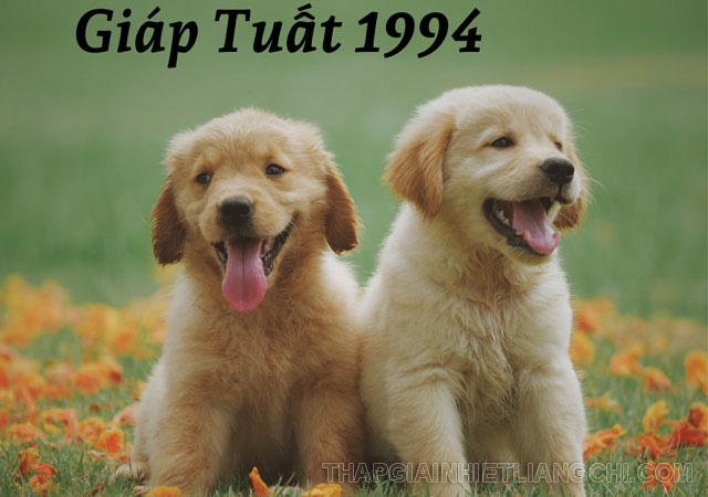 Nam nữ tuổi Giáp Tuất 1994 xem tử vi phong thủy