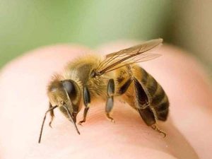 Mơ thấy ong đánh đề con gì chuẩn nhất