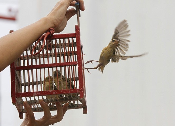 Bài cúng phóng sinh đúng cách và ý nghĩa nhất