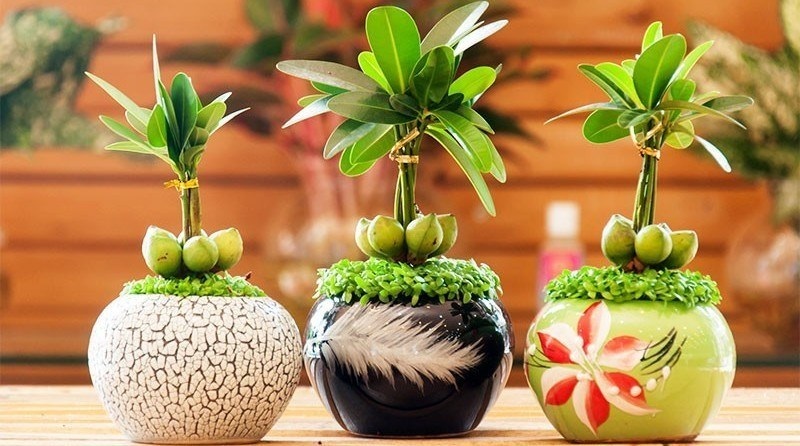 Cây phong thuỷ hợp mệnh kim đặt trong phòng khách