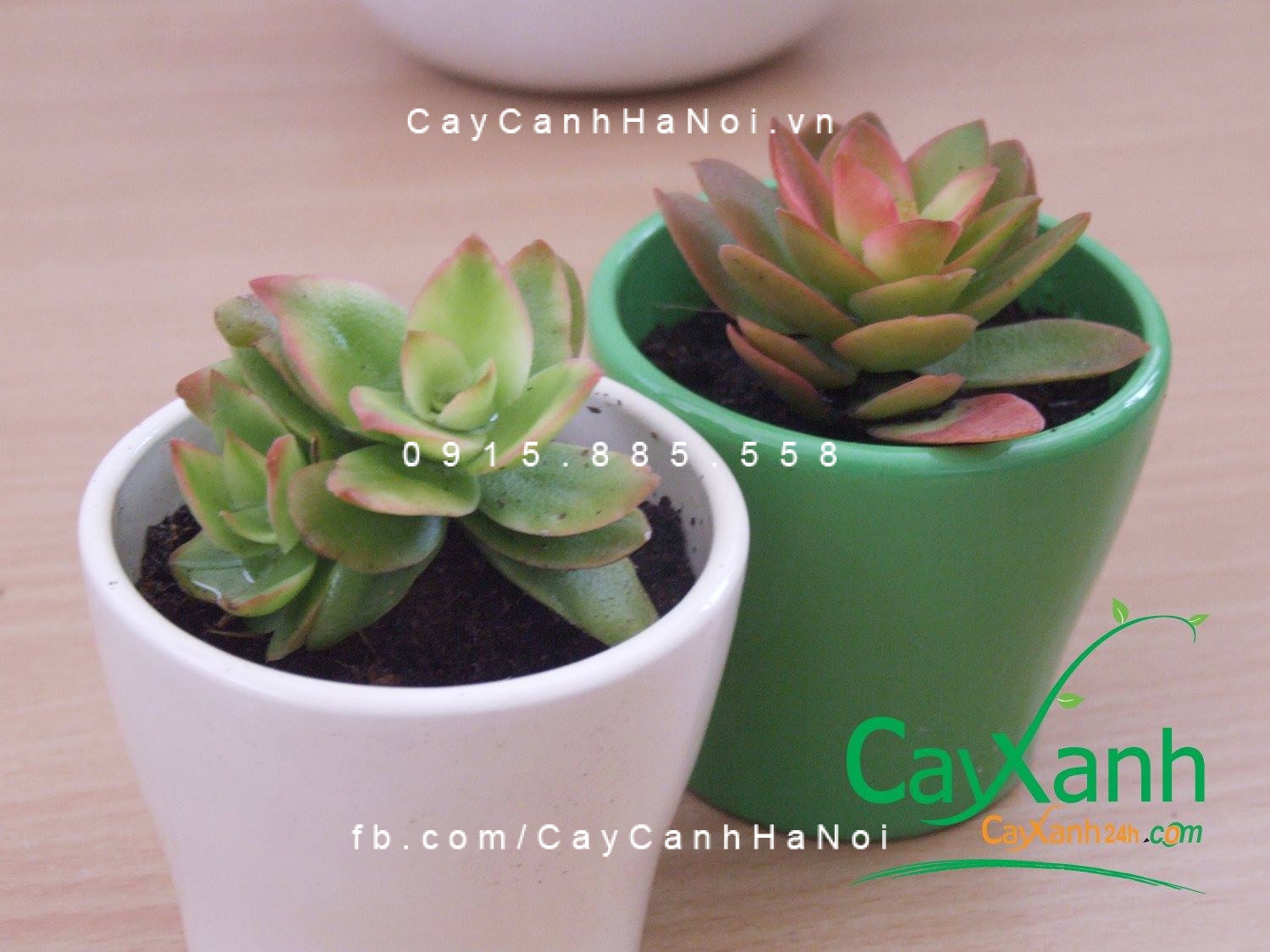 Cây phong thuỷ hợp mệnh hoả trang trí phòng khách