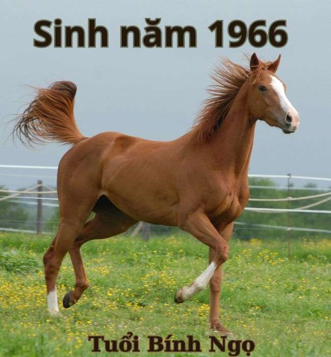 Nữ sinh năm 1966 áo dài truyền thống Việt Nam