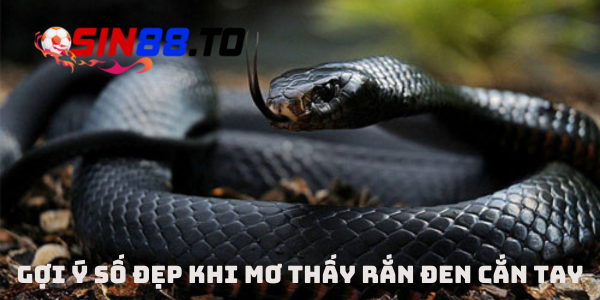 Rắn đen cắn vào tay trong giấc mơ đánh đề
