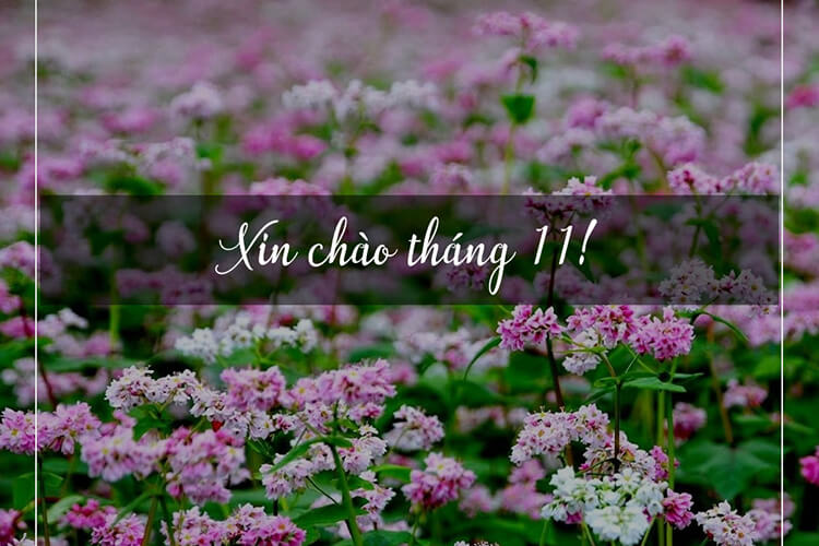 Cung hoàng đạo nổi bật tháng 11