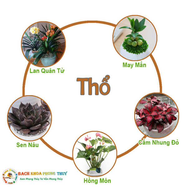 Cây phong thủy hợp mệnh Thổ giúp hút tài lộc