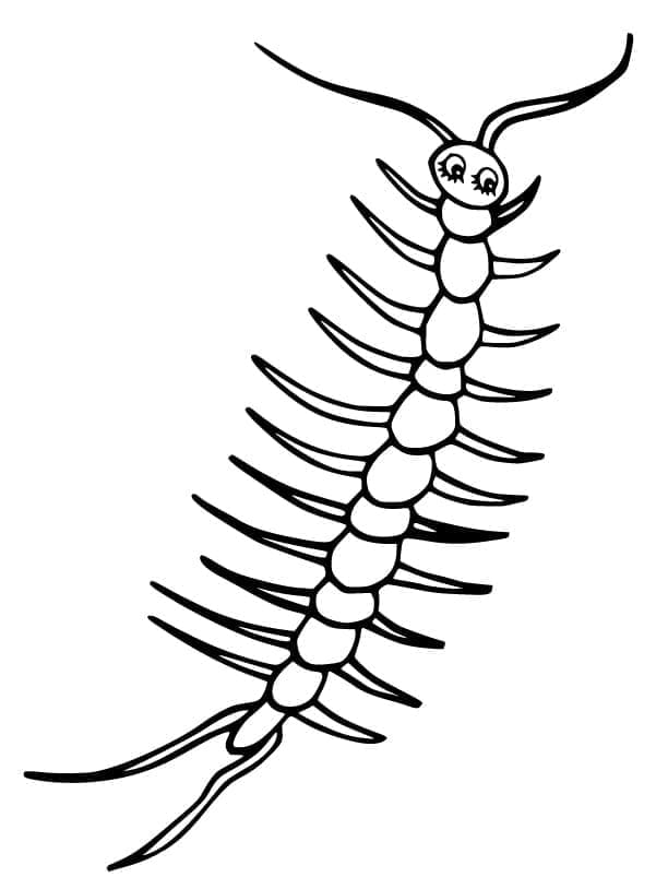 Mơ thấy rết nên đánh con số may mắn nào