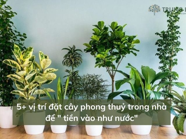 Cây phong thủy trang trí phòng khách giúp hút tài lộc