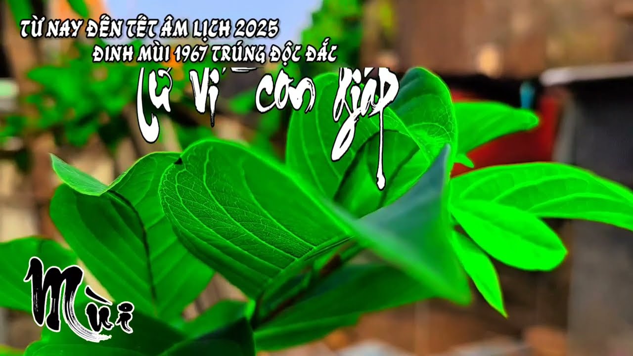 Tử vi nữ Đinh Mùi 1967 năm 2025 chi tiết