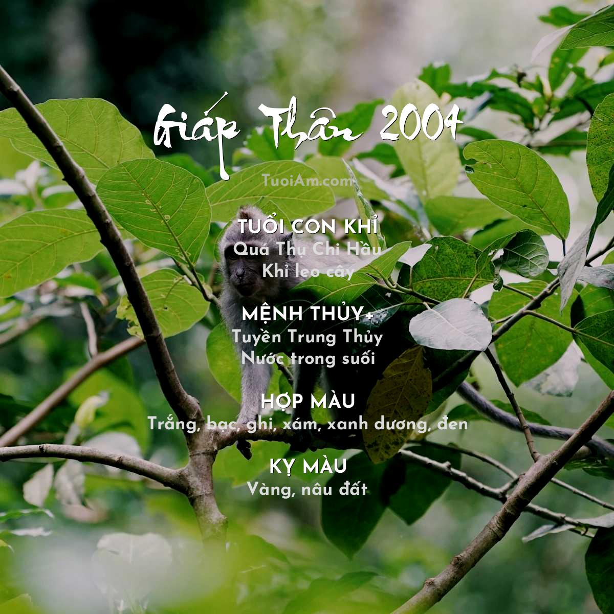 Tử vi tuổi Giáp Thân 2004 năm nay