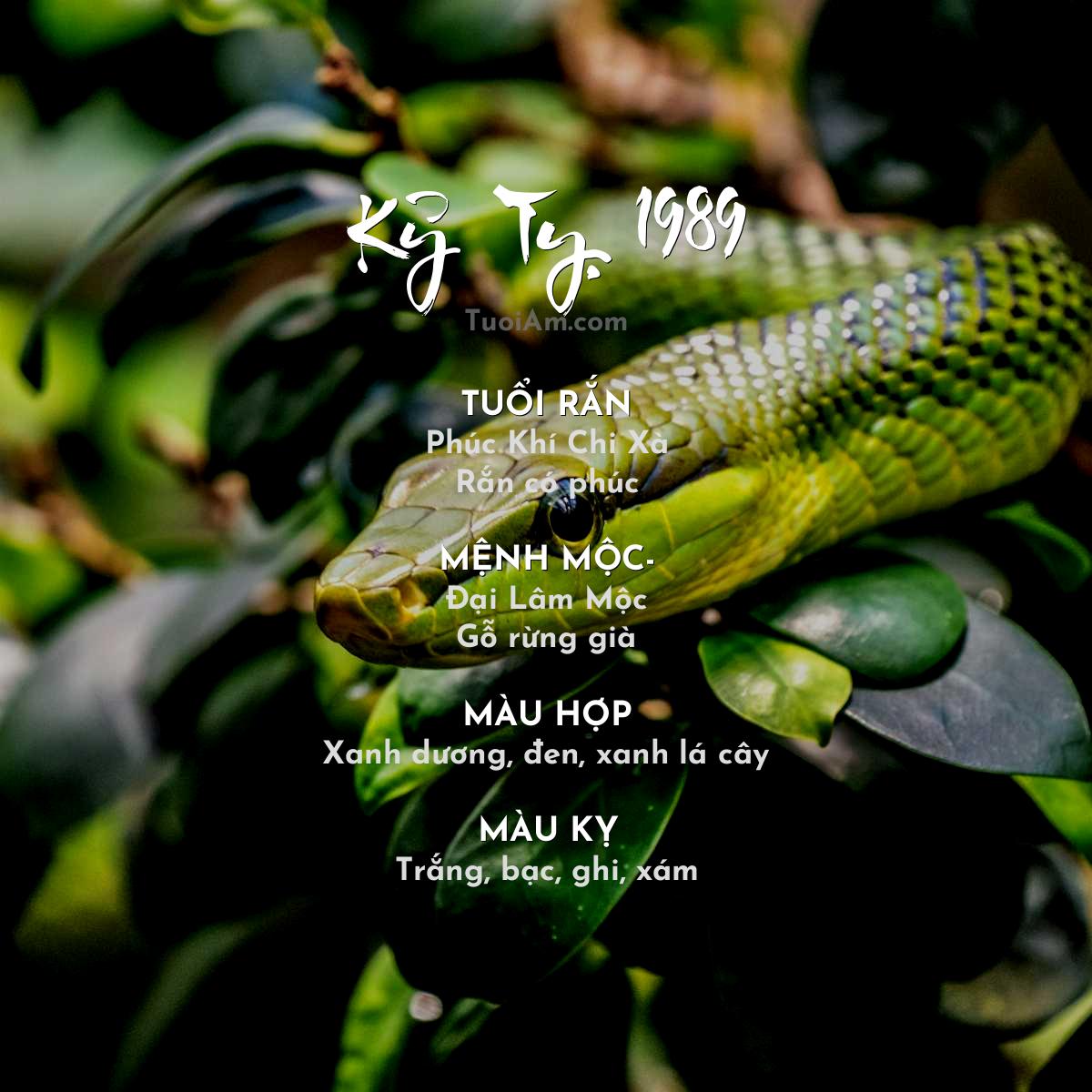 Tuổi Kỷ Tỵ 1989 và phong thủy hợp mệnh