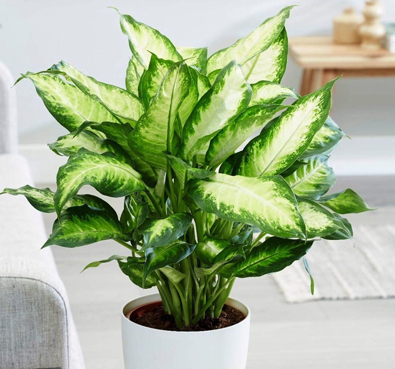 Xem tuổi làm nhà hợp phong thuỷ năm nay