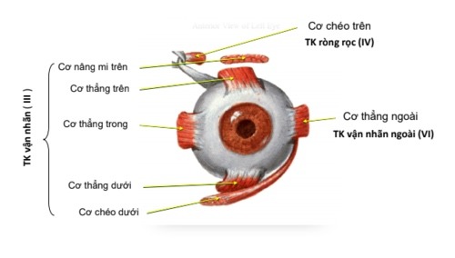 Minh họa cấu trúc ngũ quan
