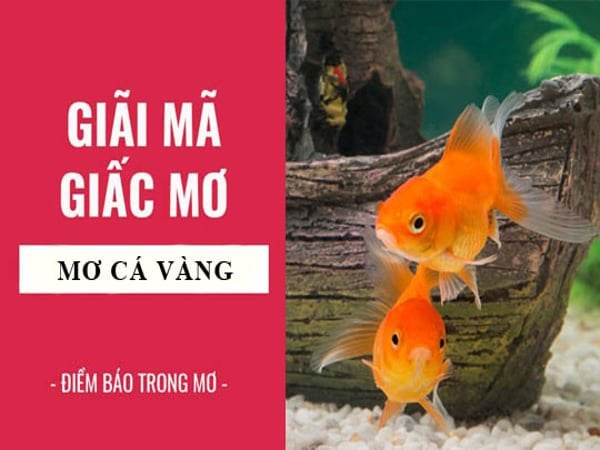 Cá vàng trong giấc mơ đánh số gì