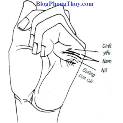 Ảnh thực tế đường con cái trên bàn tay