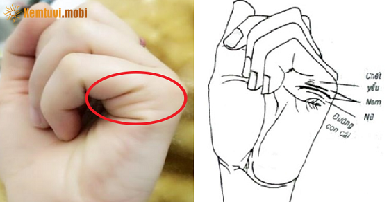 Vị trí đường con cái giúp xem sinh con trai hay gái