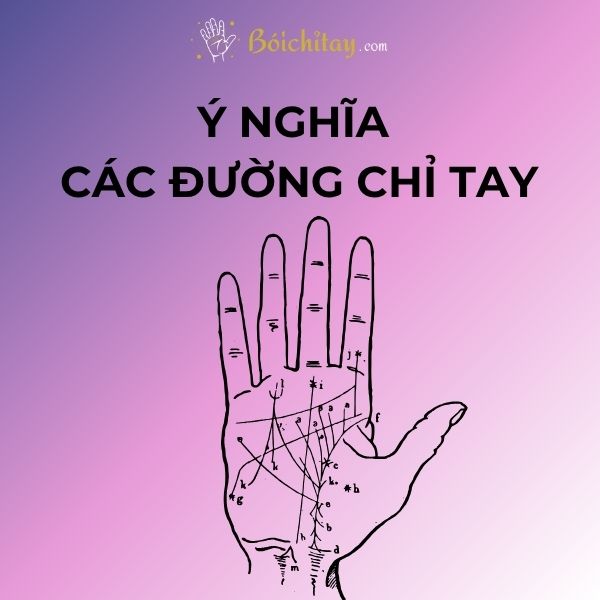 Các đường chỉ tay trên lòng bàn tay